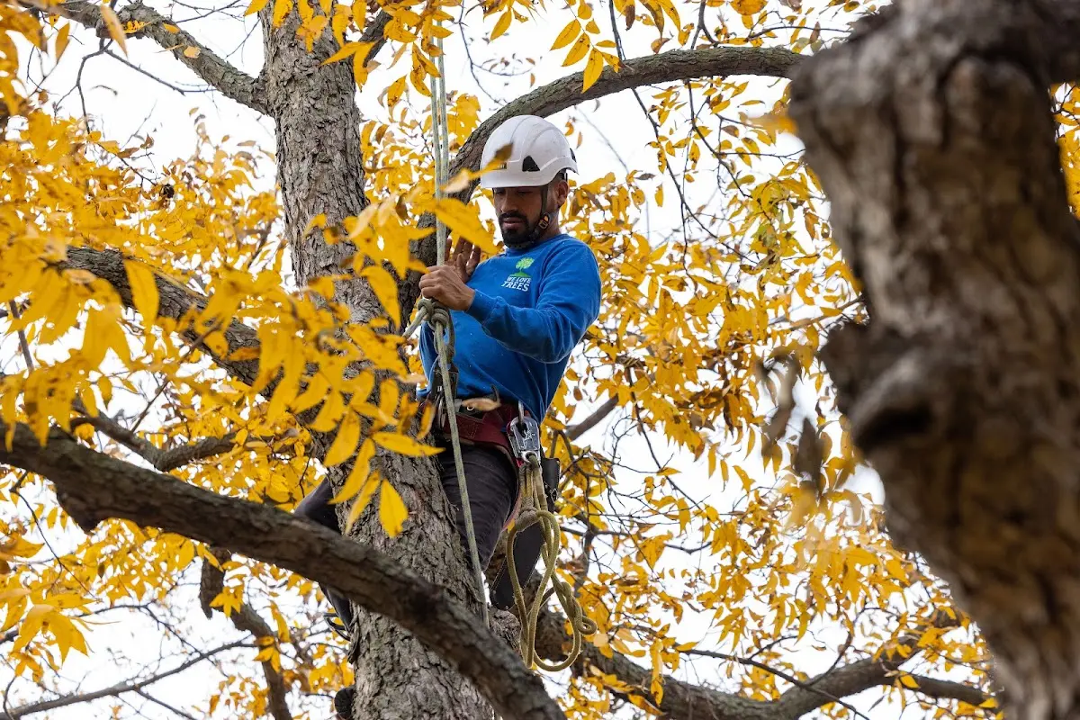 Skilled Storm Damage Cleanup crew working in National City