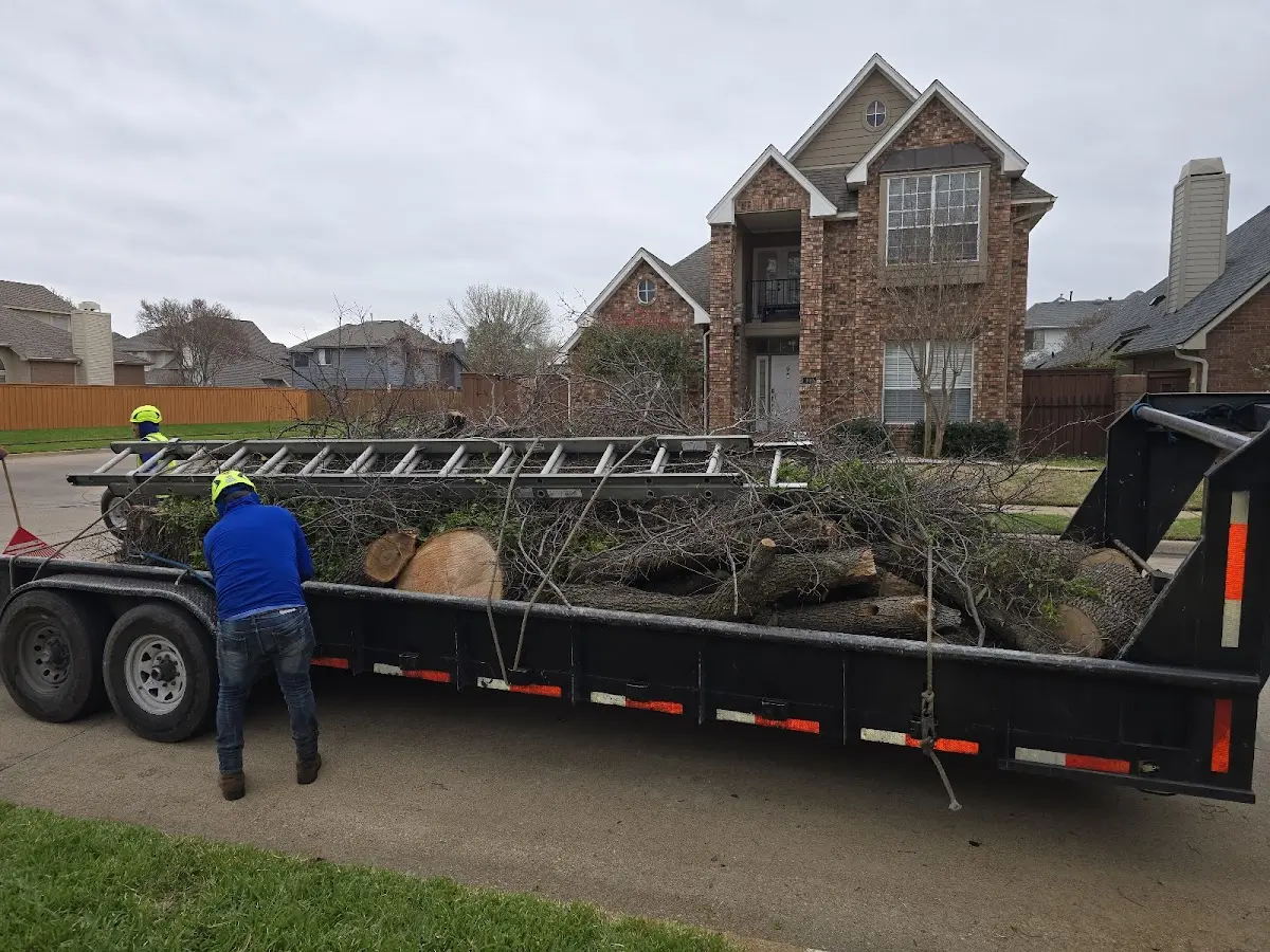 Expert Tree Removal with proper safety equipment in National City